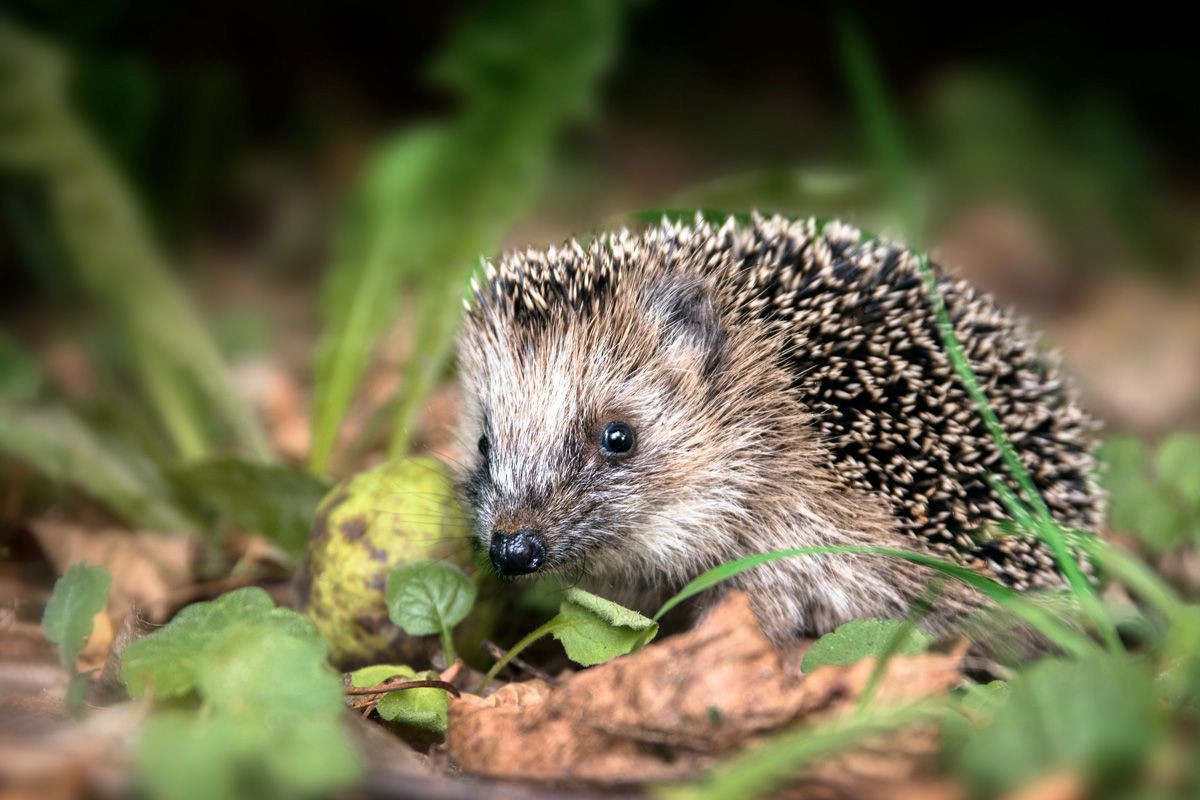 Igel Igel