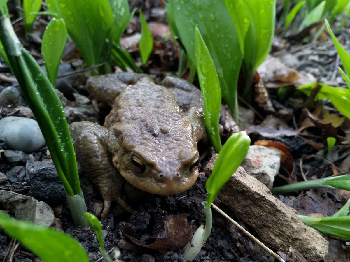 Erdkröte im Bärlauch Erdkröte