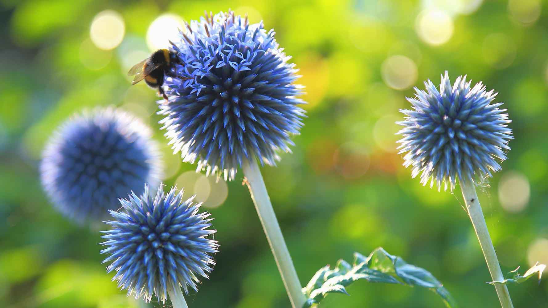 kugeldistel-adobestock-savo-ilic