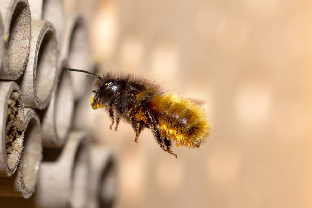 Wildbiene im Anflug wild-bee-5098602_1920