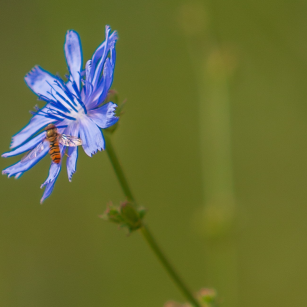 symbolblume_citynature_wegwarte