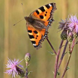 kleiner-fuchs-adobestock-schmutzler-schaub