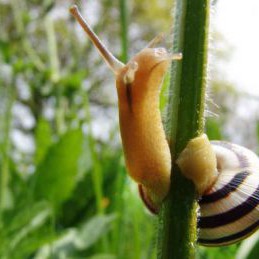 wiener-schnirkelschnecke-tbk-archiv