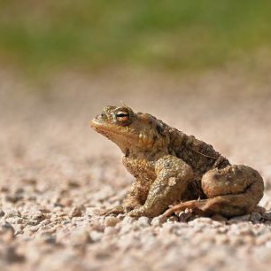 common-toad-6142644_1280