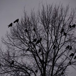 crows-590518_1280