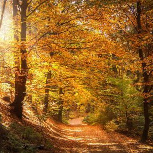 Herbstwald