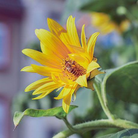 insektenfreundliches-balkonkisterl-box