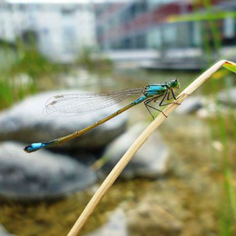 Kleingewässer mit Libelle