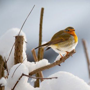 robin-8446944_1280