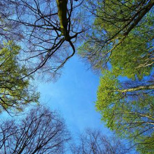 tree-3353617_1280