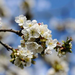 Apfelbaumblüten