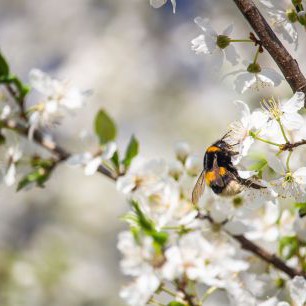 Wildbiene auf blühendem Baum