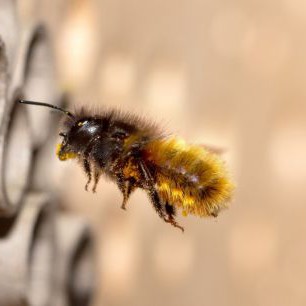 wild-bee-5098602_1920