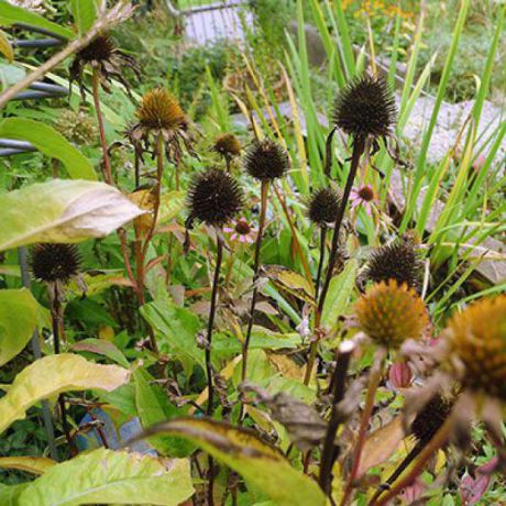 wildstaudenbeet-box