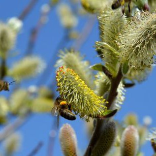 willow-catkin-502575_1280