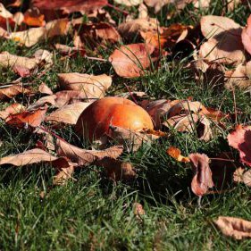 herbstgarten