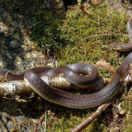 Äskulapnatter, Zamenis Longissimus 