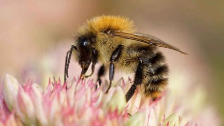 ackerhummel-adobestock-juergenl