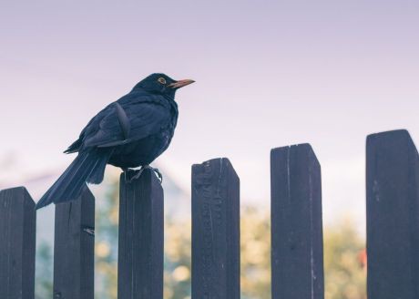 Amsel am Zaun