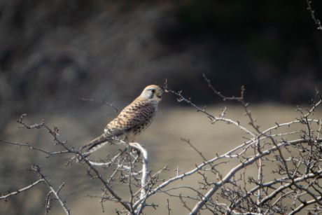 Turmfalke Turmfalke