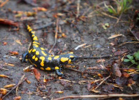 Feuersalamander