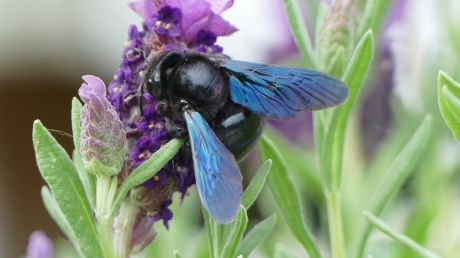 Holzbiene - Xylocapa violacea