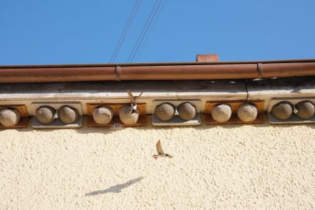 Mehlschwalben Mehlschwalben