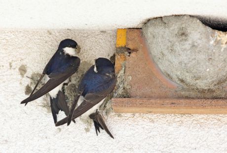 Mehlschwalben am Nest Mehlschwalben