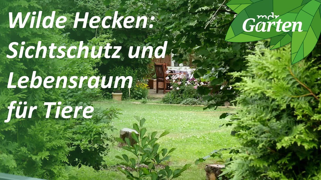 Youtube Video aktivieren