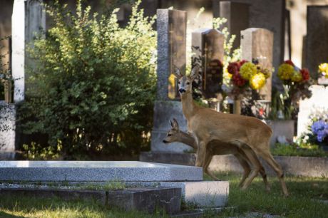 Rehe am Zentralfriedhof Rehe am Zentralfriedhof